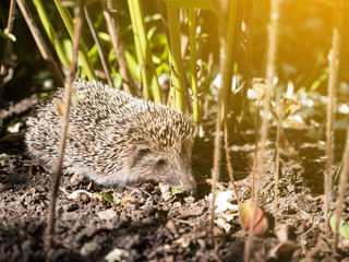 Hedgehog sitting in grass © photopixel