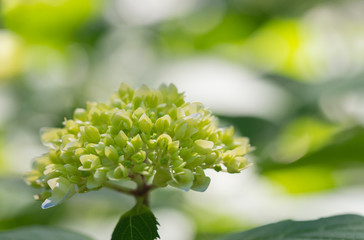 Young hydrangea bathing in the sunshine