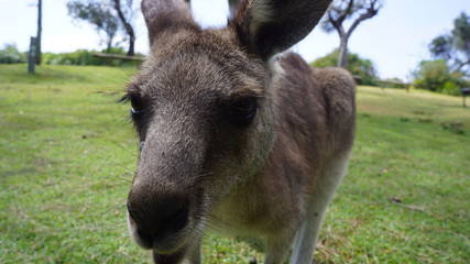 portrait de kangourou