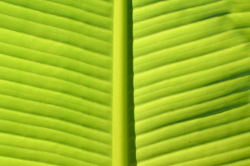 熱帯植物の葉