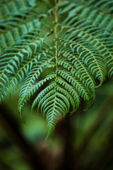 Green leaves on dark background, nature summer forest plant concept