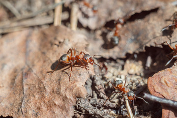 funny group of ants close up portrait working day of their life and relationships in a team on a bright sunny day. soft focus and copy space