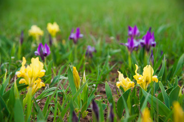 Beautiful spring flower, Irises