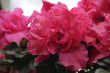 Close up Pink Wild Rose in Spring