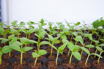 Small seedlings of lettuce