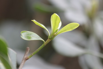 Budding Green Leaves in Spring, New Season is Coming, A Growing Season, A new Circle will Begin