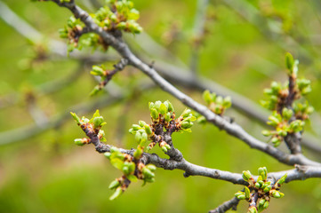 Green buds on branches in spring