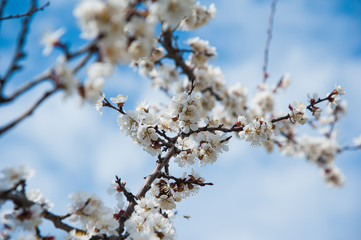 First apricot flowers