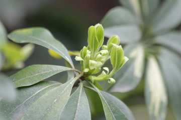 Budding Green Leaves in Spring, New Season is Coming, A Growing Season, A new Circle will Begin
