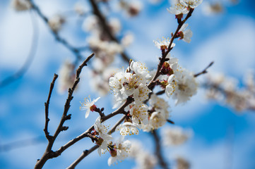 First apricot flowers