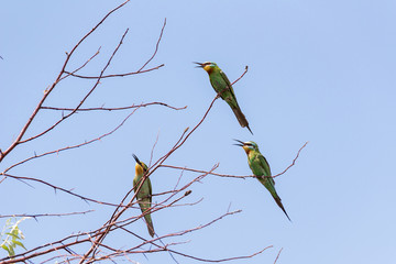 Three blue-cheeked bee-eater (Merops persicus). A bird is sitting on a branch of a tree, on a background of blue sky. Chyornye Zemli (Black Lands) Nature Reserve, Kalmykia region, Russia.
