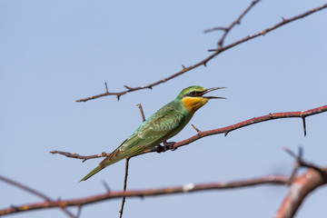 The blue-cheeked bee-eater (Merops persicus). A bird is sitting on a branch of a tree, on a background of blue sky. Chyornye Zemli (Black Lands) Nature Reserve, Kalmykia region, Russia.