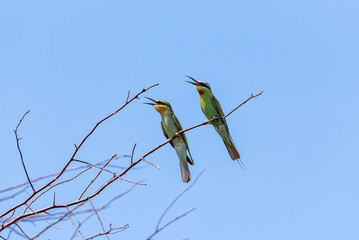 Two blue-cheeked bee-eater (Merops persicus). A bird is sitting on a branch of a tree, on a background of blue sky. Chyornye Zemli (Black Lands) Nature Reserve, Kalmykia region, Russia.