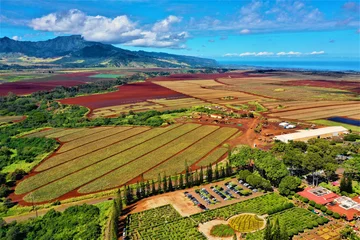 Fototapeten Dole Plantation Oahu - Luftbilder mit Drohne von der Dole Ananas Plantage © Roman