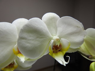 Obraz na płótnie Canvas White Orchids close up