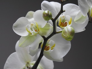 White Orchids close up