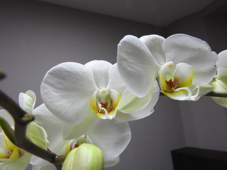 White Orchids close up