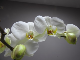 White Orchids close up