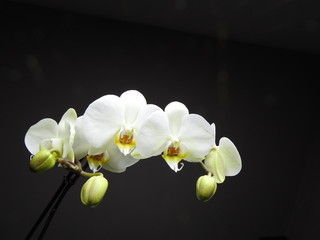 White Orchids close up