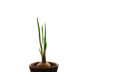 Spring onion with green leaves and brown bulb growing in black soil in red clay flower pot indoors, back light and isolated on white lot of copy space.