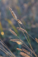 Fototapeta premium Dried flower on sunny autumn meadow