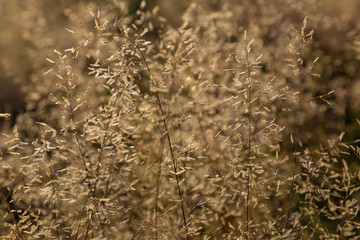 Dried flower on sunny autumn meadow