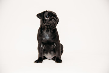 Adorable pug puppies