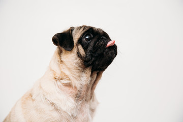 Obraz premium Adorable pug puppies