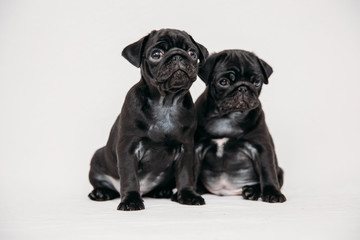 Adorable pug puppies
