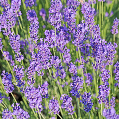 Blühender Lavendel, Lavandula