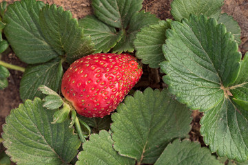 closeup of a single red ripe strawberry resting amoung the leaves of the plant