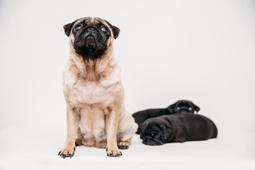 Adorable pug puppies