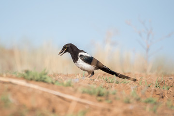 The Eurasian magpie or common magpie (Pica pica / P. p. bactriana). Chyornye Zemli (Black Lands) Nature Reserve,  Kalmykia region, Russia.