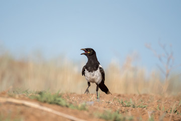 The Eurasian magpie or common magpie (Pica pica / P. p. bactriana). Chyornye Zemli (Black Lands) Nature Reserve,  Kalmykia region, Russia.