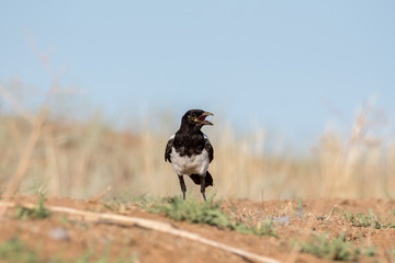 The Eurasian magpie or common magpie (Pica pica / P. p. bactriana). Chyornye Zemli (Black Lands) Nature Reserve,  Kalmykia region, Russia.