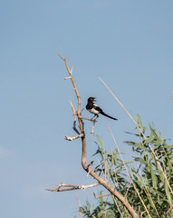 The Eurasian magpie or common magpie (Pica pica / P. p. bactriana). Chyornye Zemli (Black Lands) Nature Reserve,  Kalmykia region, Russia.