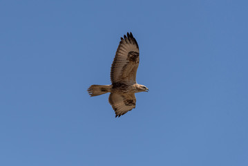 Golden eagle / Aquila chrysaetos. Chyornye Zemli (Black Lands) Nature Reserve,  Kalmykia region, Russia.