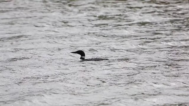 Loon on windy lake