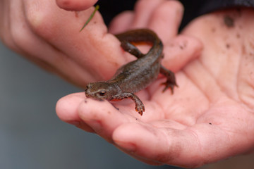 wild lebender bergmolch in kinderhand bei teicharbeiten im frühjahr