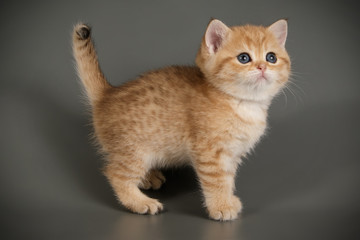 Fototapeta na wymiar British shorthair cat on colored backgrounds