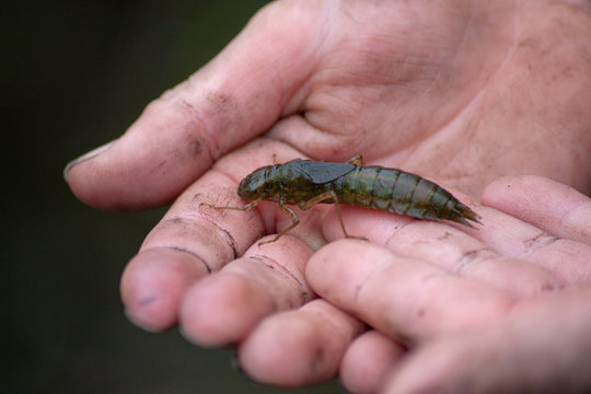 imposante Libellenlarve in Kinderhand bei Teicharbeiten