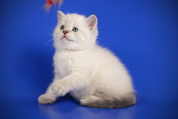 Scottish straight shorthair cat on colored backgrounds