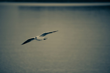 Seagull Chiemsee