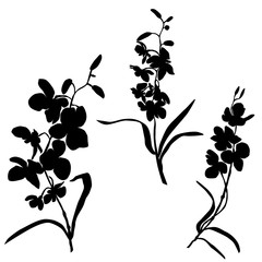 Set of silhouettes of flowers, orchids, vector, black color, isolated on white background, hand drawing