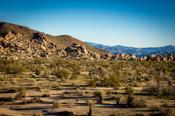 Desert landscape at late afternoon