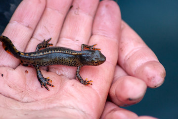 wild lebender bergmolch in kinderhand bei teicharbeiten im frühjahr