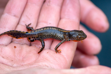 wild lebender bergmolch in kinderhand bei teicharbeiten im frühjahr