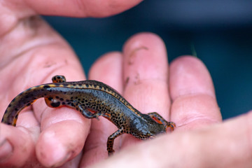 wild lebender bergmolch in kinderhand bei teicharbeiten im frühjahr