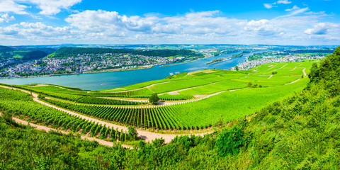 Fototapeta premium Rudesheim am Rhein Vineyards, Germany