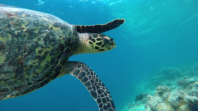 ein Schildkröte schwimmt in einem Korallenriff